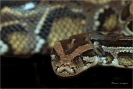 <p>KRAJTA TMAVÁ (Python bivittatus) Zoo Spišská Nová Ves ---- /Burmese python - Tigerpython/</p>